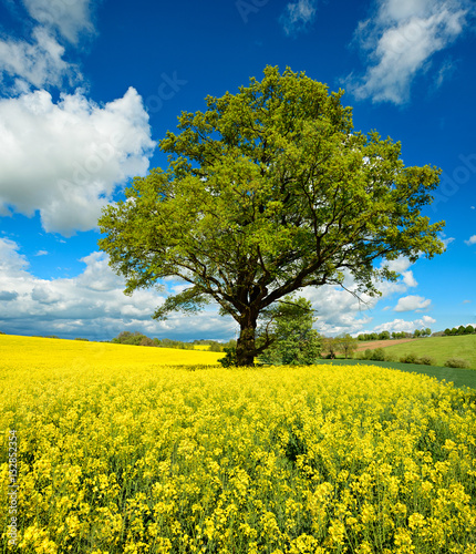 potezny-debowy-drzewo-w-polu-rapeseed-pod-niebieskim-niebem-z-chmurami-wiosna-krajobraz