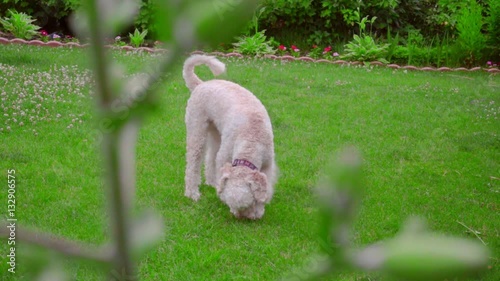 White Labradoodle sniffing. Dog sniffing green grass. Dog looking down. Smart dog searching. White puppy searching outside. Lovely pet on green lawn
