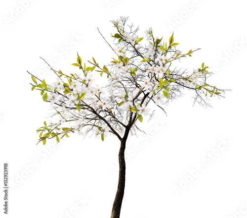 cherry spring tree with large white blooms