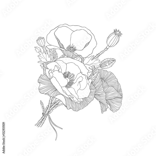 Poppy flowers vector bouquet