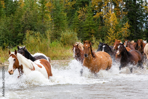 Horses Crossing a River in Alberta, Canada