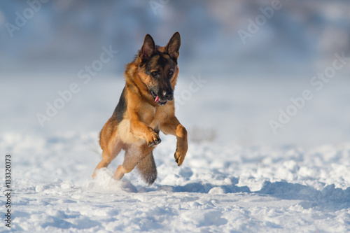 German shepherd dog play in snow