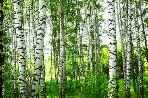 lato-w-slonecznym-brzozowym-lesie