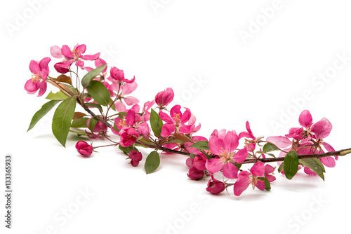  pink flowers on an apple-tree