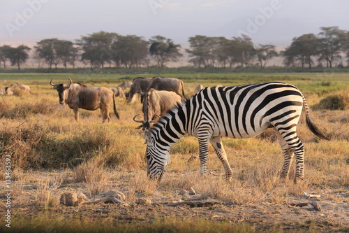 Zebra and Wilde Beast