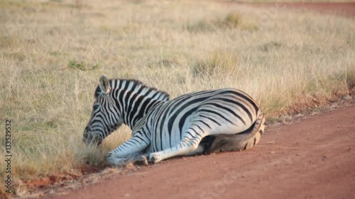 An African plains zebra rolls around in the dust
