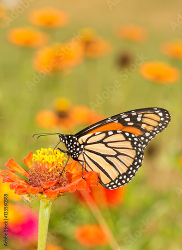 Poster Beautiful Monarch butterfly getting nectar from an orange Zinnia flower in summe
