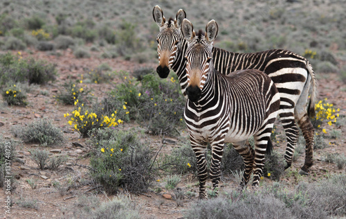 Mountain Zebra