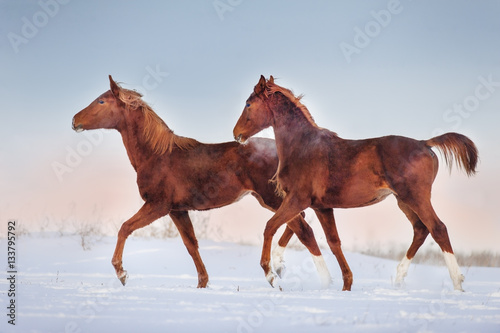 Two red horse run gallop in snow field at sunset