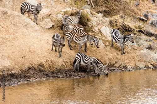 zebra
