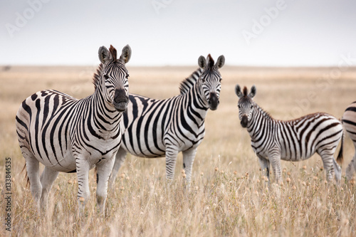 Zebras migration in Makgadikgadi Pans National Park - Botswana