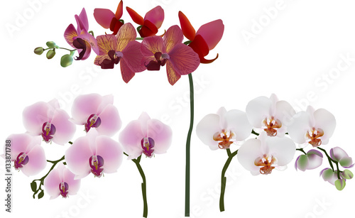  dark and light pink three orchids isolated on white
