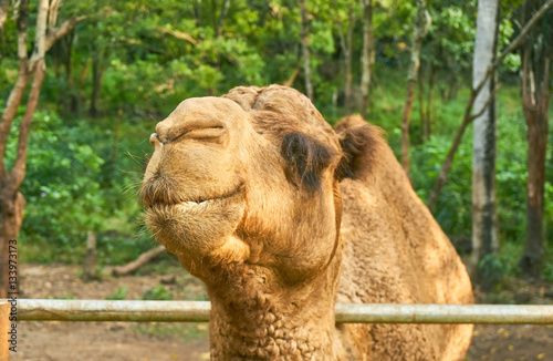 Camel smile