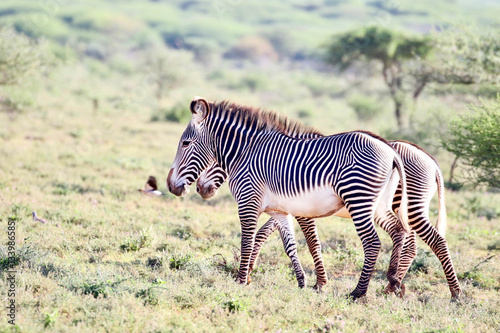 Zebras and birds