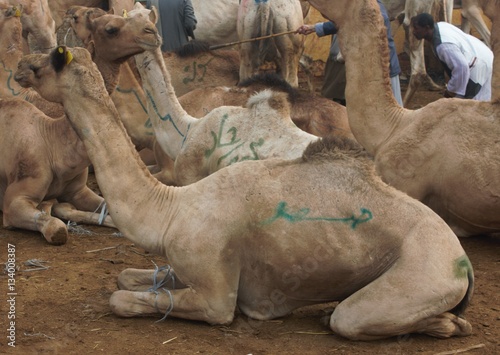 Birqash Camel Market