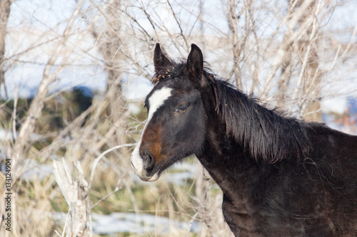 a horse in a pasture in winter