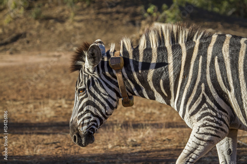 Plains zebra in Kruger National park, South Africa