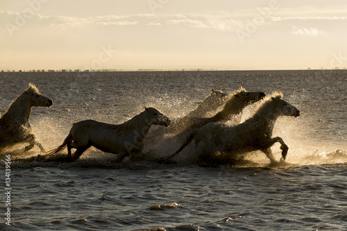 White horses of Camargue France