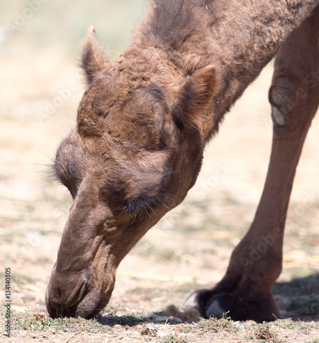 Camel in nature