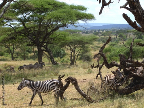 Zebras in the Serengeti scratching on a dead tree.
