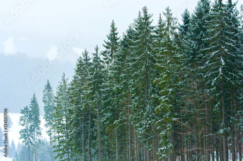 Christmas winter landscape, spruce and pine trees covered in snow on a mountain road