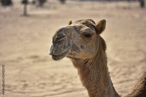 Camels around Dubai Desert in day, Dubai, United arab Emirates