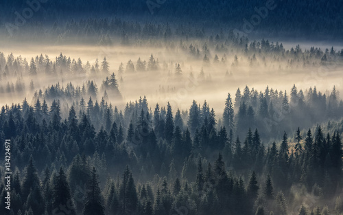 coniferous forest in foggy mountains