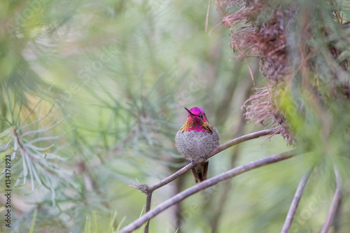 Poster Anna's Hummingbird (Calypte anna), Adult, Male, Santa Cruz, California, USA