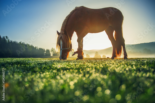 Horses grazing on pasture at misty sunrise