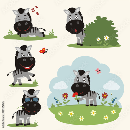 Vector set funny zebra in different poses on summer meadow with flowers. Collection little zebra in cartoon style.