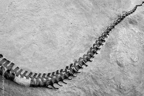 Poster Dinosaur skeleton in Dinosaur National Monument, Utah, USA