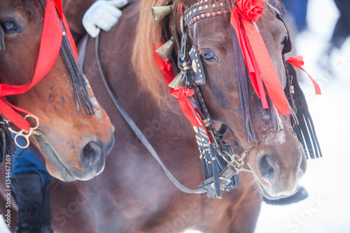 Horses and red ribbons