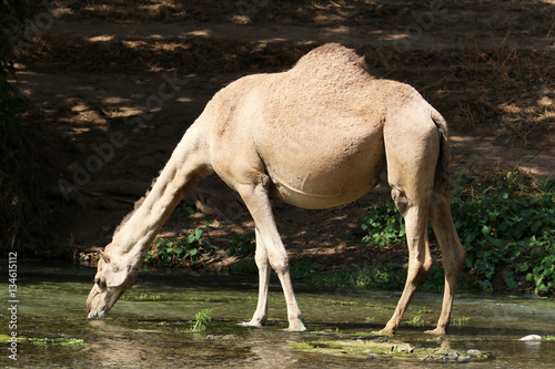 Camel drinks water from a river, Oman