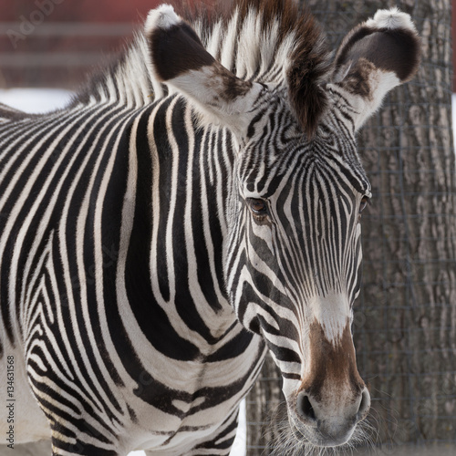 zebra