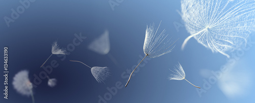 flying dandelion seeds on a blue background