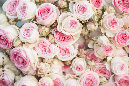 Bright pink roses background