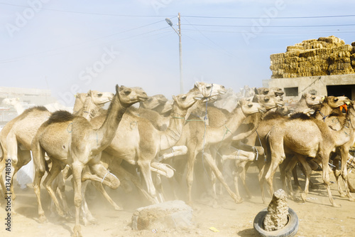 Camels running at Camel Market, Birqash, Barqash, Imbaba, Giza G