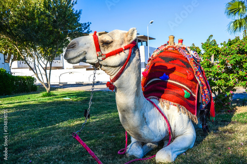 Camel in Egypt