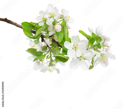 Blossoming apple tree branch isolated on white background.