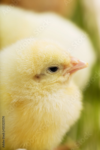 Close up photo of little chickens on the green grass