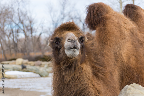 camel