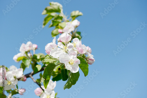 apple blossom in orchard
