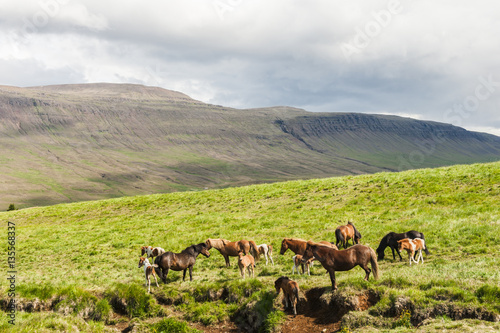 Icelandic horses