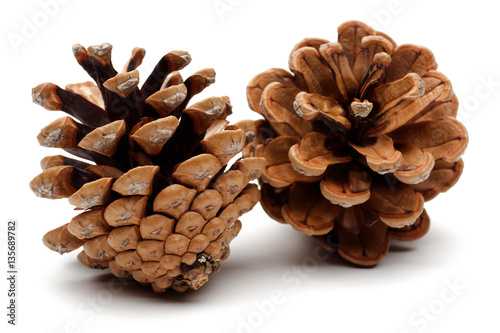 pine cones buy photos ap images detailview pine cones buy photos ap images detailview