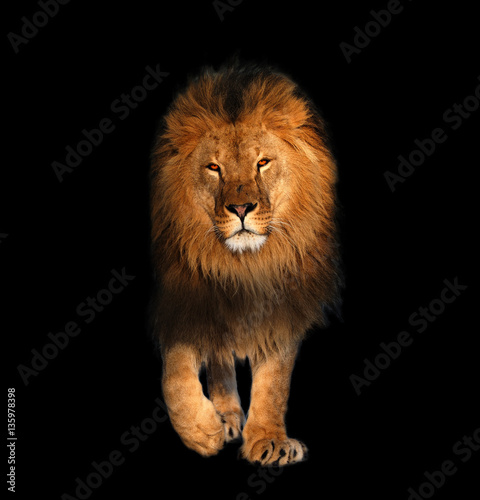 Obraz na płótnie Lion walking isolated on black king of the animals