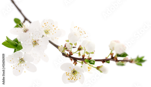 Fototapeta Cherry flowers on white.