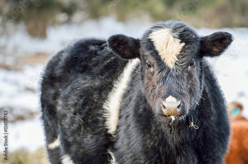 Poster Closeup of black and white jersey cow eating during a snowy winter