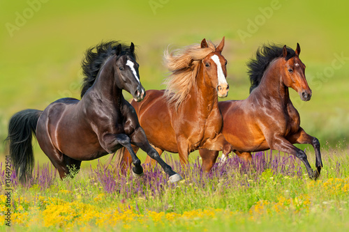 les-chevaux-courent-galop-dans-la-prairie-de-fleurs