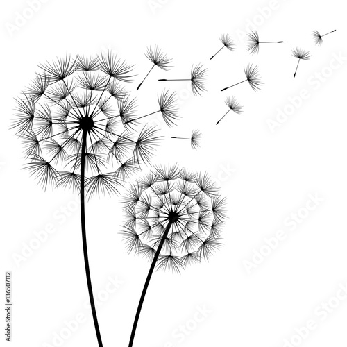 two-flowers-dandelions-silhouette