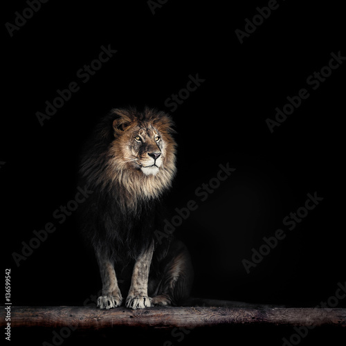 Obraz Fotograficzny Portrait of a Beautiful lion, lion in dark